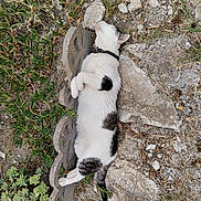 Bounty participe au concours pour gagner de l'argent avec cette photo : animal, cat, collar, concrete_blocks, feline, fur, garden, grass, lying_down, mammal, nature, outdoor, pet, plants, relaxed, resting, rocky_ground, sleeping, sunlight, white_and_black