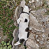 animal, cat, collar, concrete_blocks, feline, fur, garden, grass, lying_down, mammal, nature, outdoor, pet, plants, relaxed, resting, rocky_ground, sleeping, sunlight, white_and_black