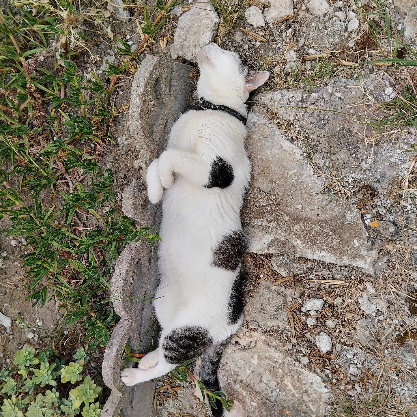 Bounty participe au concours pour gagner de l'argent avec cette photo : animal, cat, collar, concrete_blocks, feline, fur, garden, grass, lying_down, mammal, nature, outdoor, pet, plants, relaxed, resting, rocky_ground, sleeping, sunlight, white_and_black