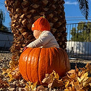 Vincenzo joined the competition — help win amazing prizes! autumn_leaves, baby, background, child, clothing, cute, daylight, fall, garden, hat, nature, orange_hat, outdoor, pebbles, person, pumpkin, seasonal, sitting, sunlight, tree_trunk