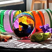 Doc Holiday is registered to the contest to win money with this photo: animal, architecture, bed, bird, blackbird, blackcat, building, cat, couch, cushion, furniture, homedecor, indoors, person, pet, plush, purple, sphere, teddybear, toy