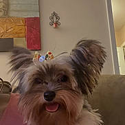 Dior joined the competition — help win amazing prizes! dog, small_dog, bow, fluffy, tongue_out, ears, happy, pet, indoor, living_room, couch, wall_art, hand, fur, cute, animal, smiling, companion, domestic_animal, friendly