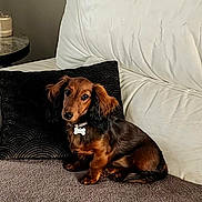 April a rejoint le concours — aidez-le/la à gagner de superbes lots ! dog, puppy, dachshund, brown, black_fur, couch, white_leather, pillow, black_pillow, indoor, pet, animal, fur, ears, cute, small_dog, sitting, cozy, carpet, collar