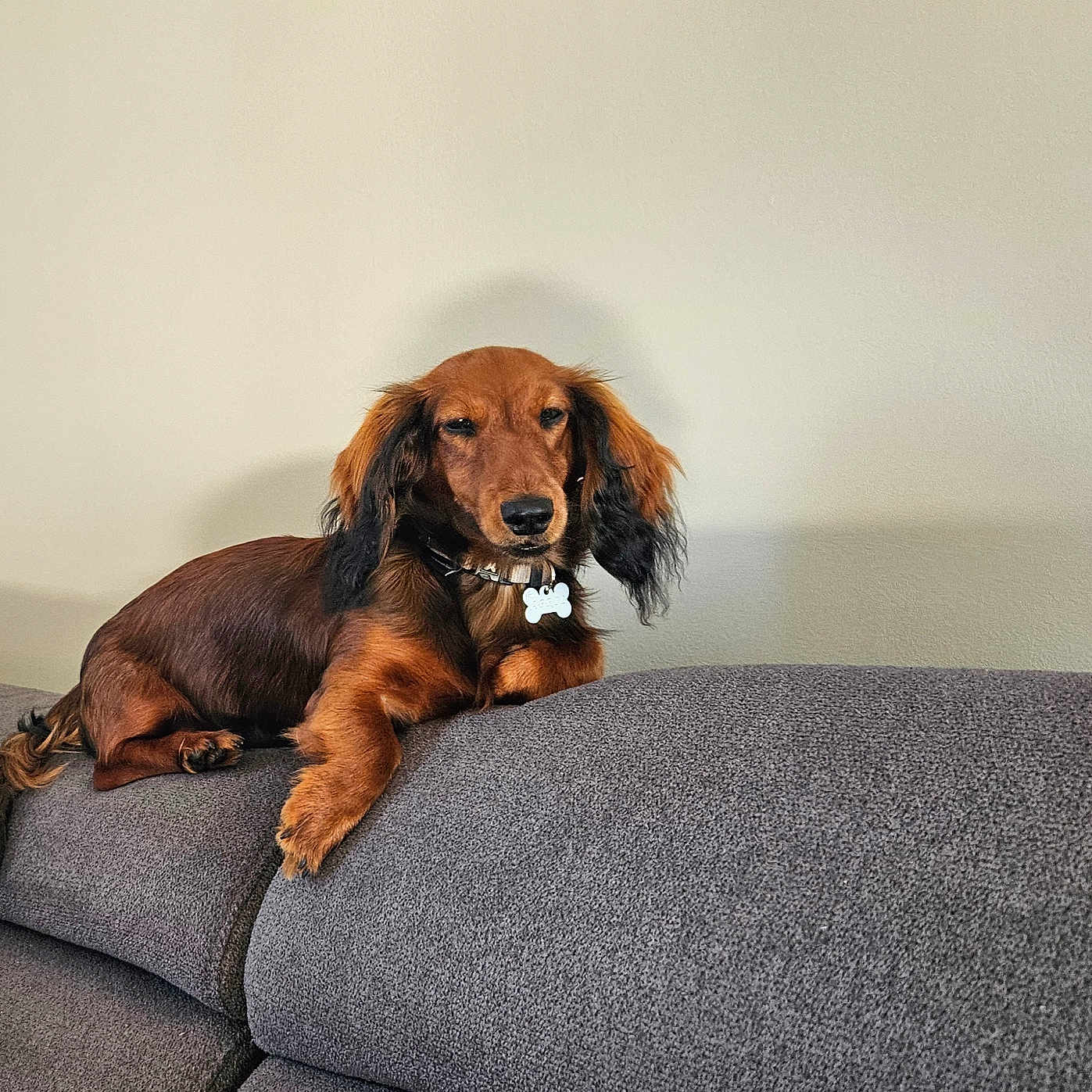April participe au concours pour gagner de l'argent avec cette photo : animal, brown_fur, canine, collar, companion, couch, cute, dachshund, dog, domestic_animal, furniture, house, indoor, living_room, long_ears, pet, relaxed, resting, side_view, tag