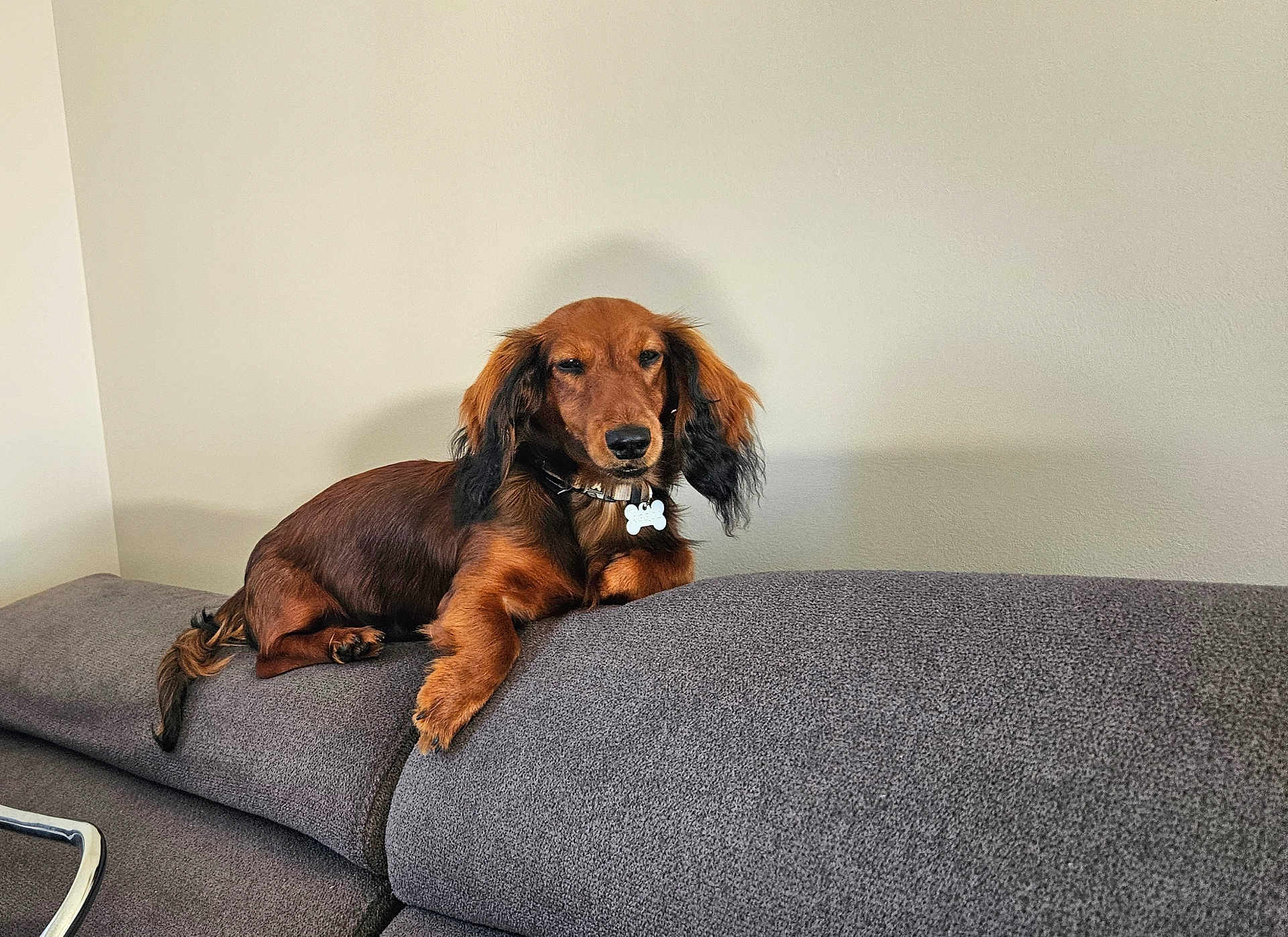 April participe au concours pour gagner de l'argent avec cette photo : dog, dachshund, pet, couch, furniture, indoor, relaxed, brown_fur, long_ears, collar, tag, canine, animal, domestic_animal, resting, side_view, living_room, house, cute, companion