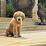 animal, blurred_background, calm, collar, curious, cute, daylight, dog, fur, golden_retriever, nature, outdoor, pet, portrait, puppy, sculpture, sitting, steps, stone_patio, young_dog