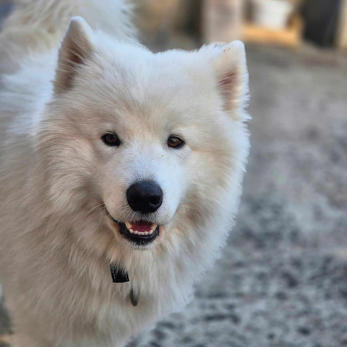 Uko a rejoint le concours — aidez-le/la à gagner de superbes lots ! animal, canine, chow, dog, eskimodog, husky, pet, puppy, whitedog, wolf