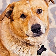 Tomac is registered to the contest to win money with this photo: accessories, animal, bodypart, canine, dog, face, germanshepherd, goldenretriever, hound, husky, labradorretriever, leash, mouth, person, pet, puppy, snout, strap, whitedog, wood