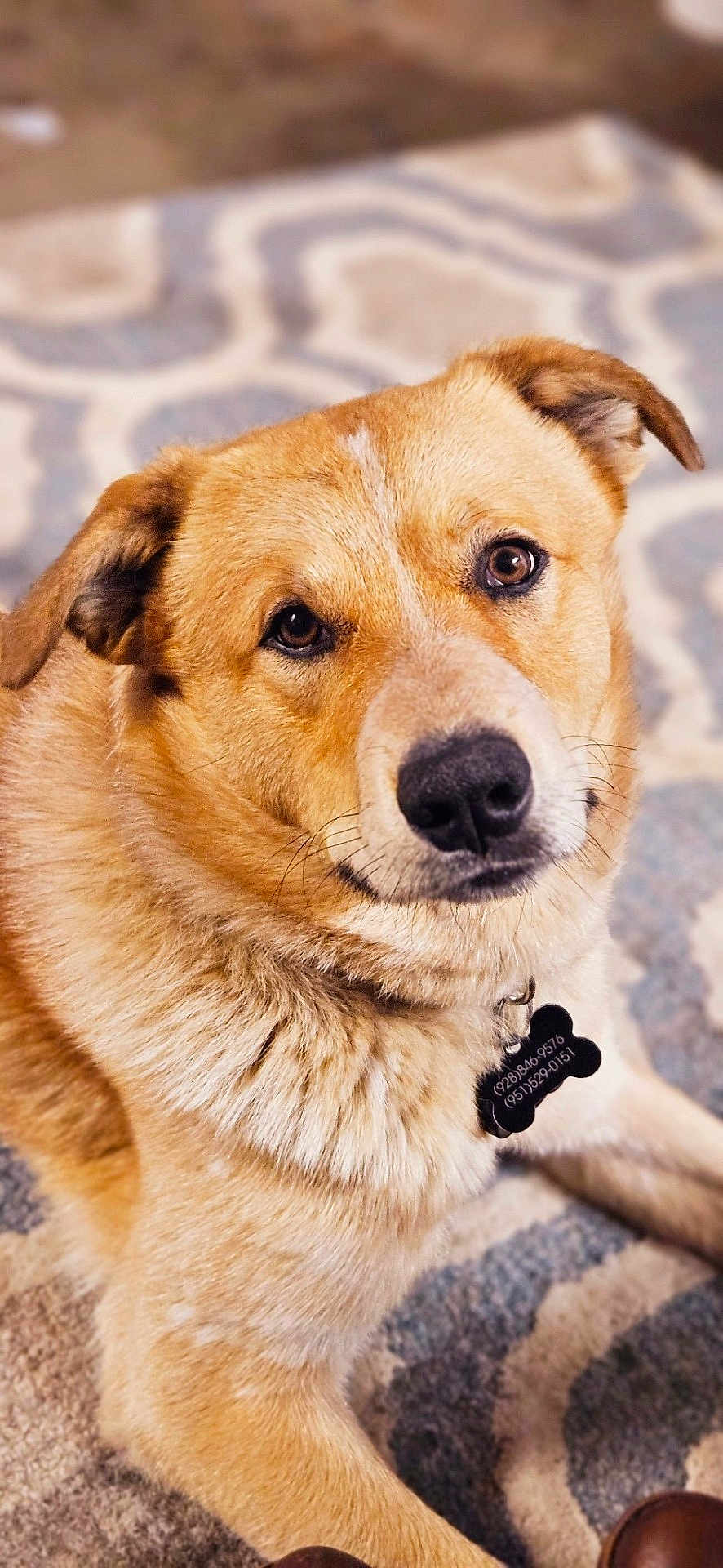 Tomac is registered to the contest to win money with this photo: accessories, animal, bodypart, canine, dog, face, germanshepherd, goldenretriever, hound, husky, labradorretriever, leash, mouth, person, pet, puppy, snout, strap, whitedog, wood