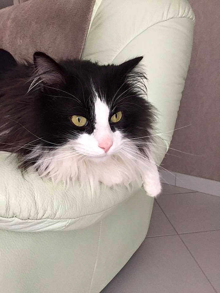 Pouka