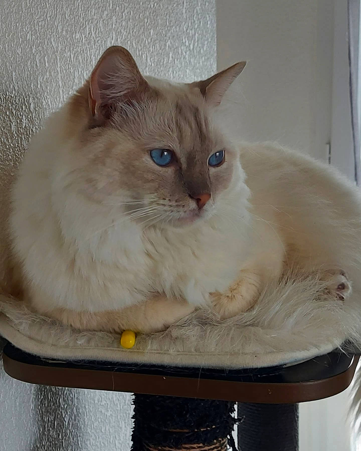 Oggy a rejoint le concours — aidez-le/la à gagner de superbes lots ! balinese, box, carnivore, cat, cat_furniture, cat_supply, chair, comfort, domestic_short_haired_cat, eye, fawn, felidae, fur, iris, pet_supply, small_to_medium_sized_cats, snout, tail, whiskers, window