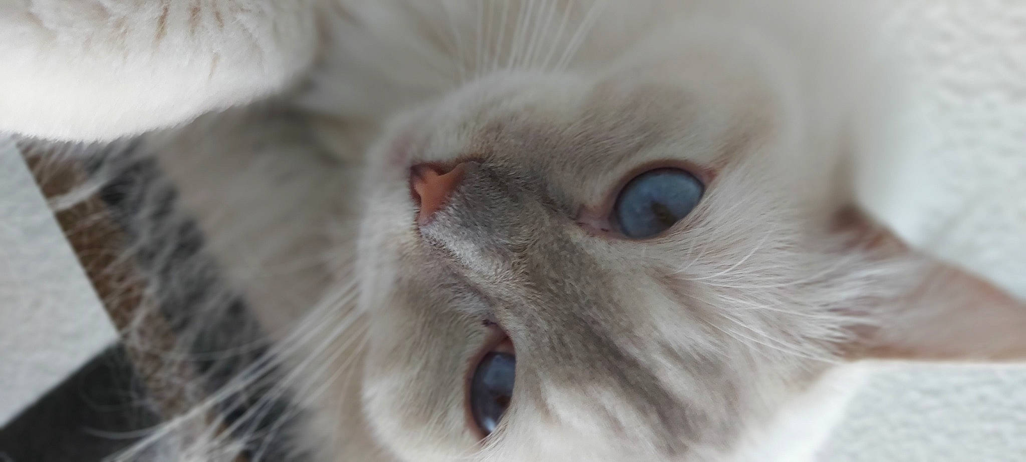 Oggy participe au concours pour gagner de l'argent avec cette photo : balinese, carnivore, cat, close_up, curious, domestic_short_haired_cat, ear, eye, fawn, felidae, fur, no_expression, small_to_medium_sized_cats, snout, terrestrial_animal, thai, whiskers