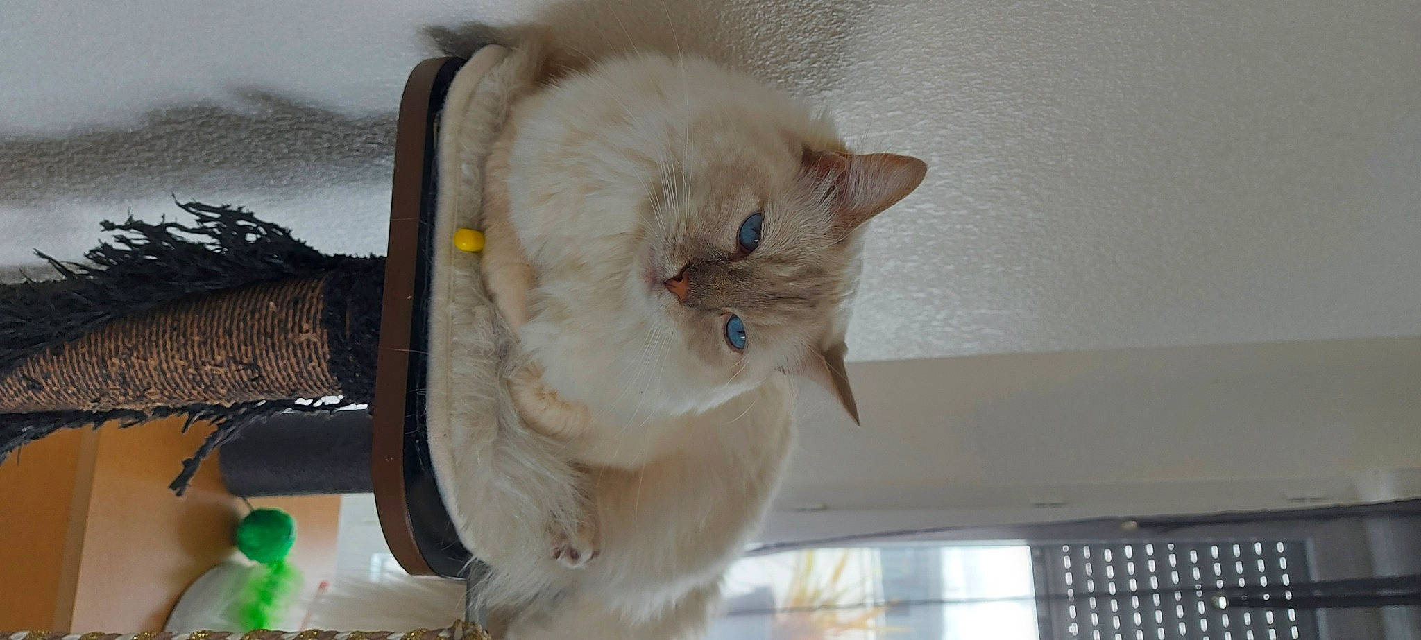 Oggy participe au concours pour gagner de l'argent avec cette photo : bag, carnivore, cat, cat_supply, comfort, domestic_short_haired_cat, fawn, felidae, fur, luggage_and_bags, paw, pet_supply, room, small_to_medium_sized_cats, snout, tail, whiskers, window_blind, wood