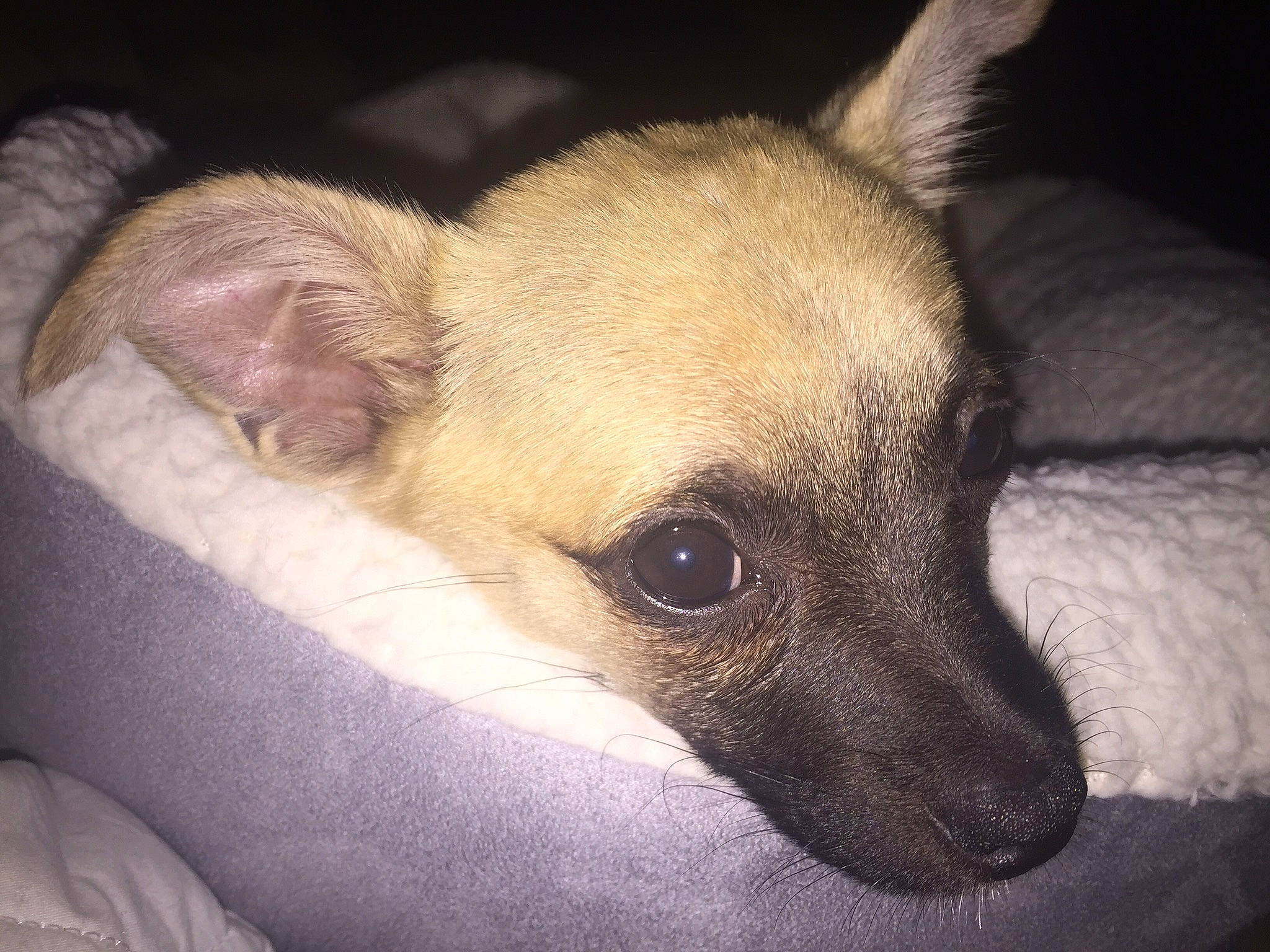 Biscuit joined the competition — help win amazing prizes! canidae, carnivore, chihuahua, companion_dog, corgi_chihuahua, dog, dog_breed, ear, eye, fawn, mammal, puppy, snout, toy_dog, toy_fox_terrier, vertebrate, whiskers
