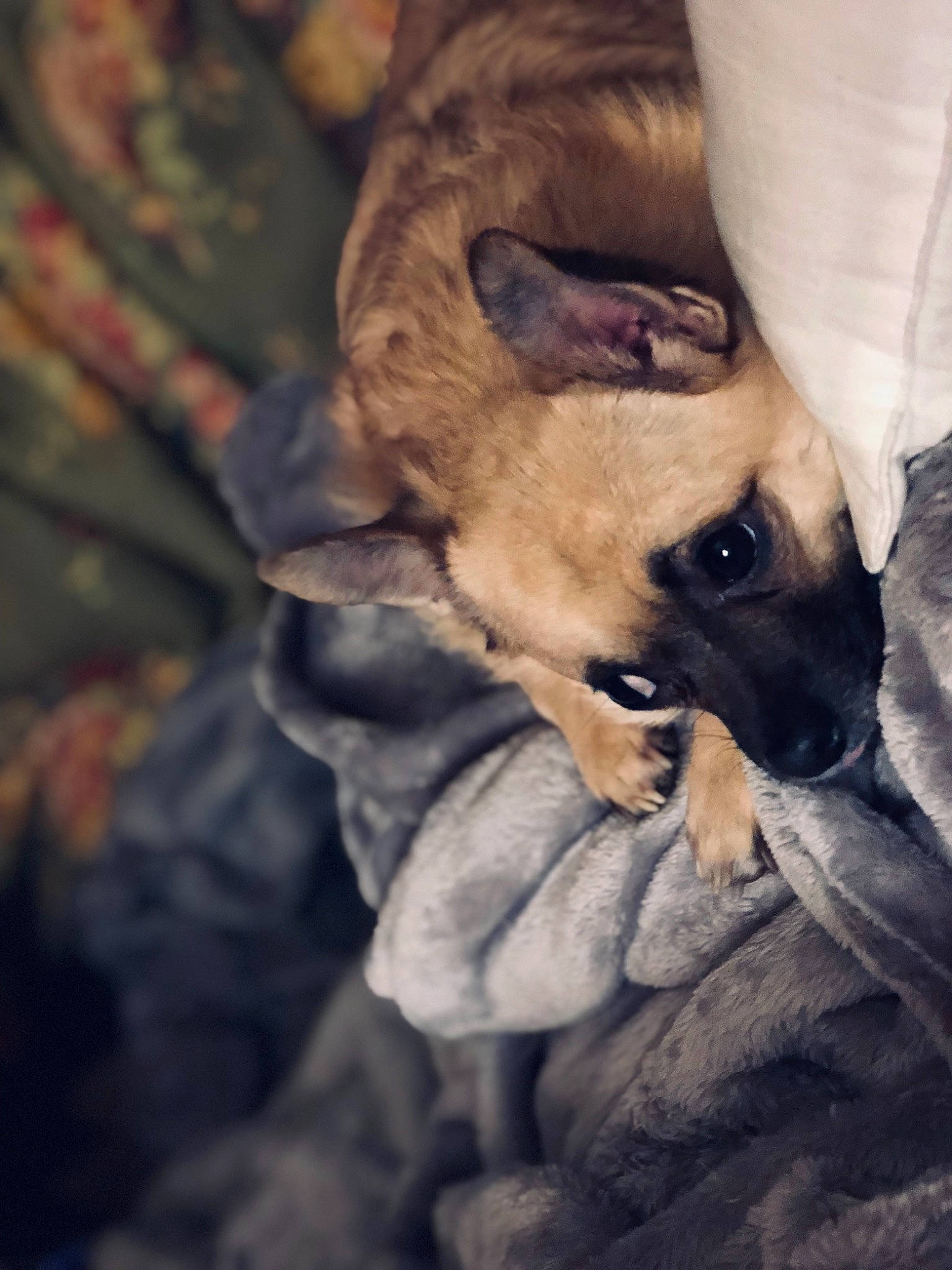 Biscuit is registered to the contest to win money with this photo: bullmastiff, canidae, carnivore, companion_dog, dog, dog_breed, eye, fawn, french_bulldog, non_sporting_group, puppy, snout, whiskers