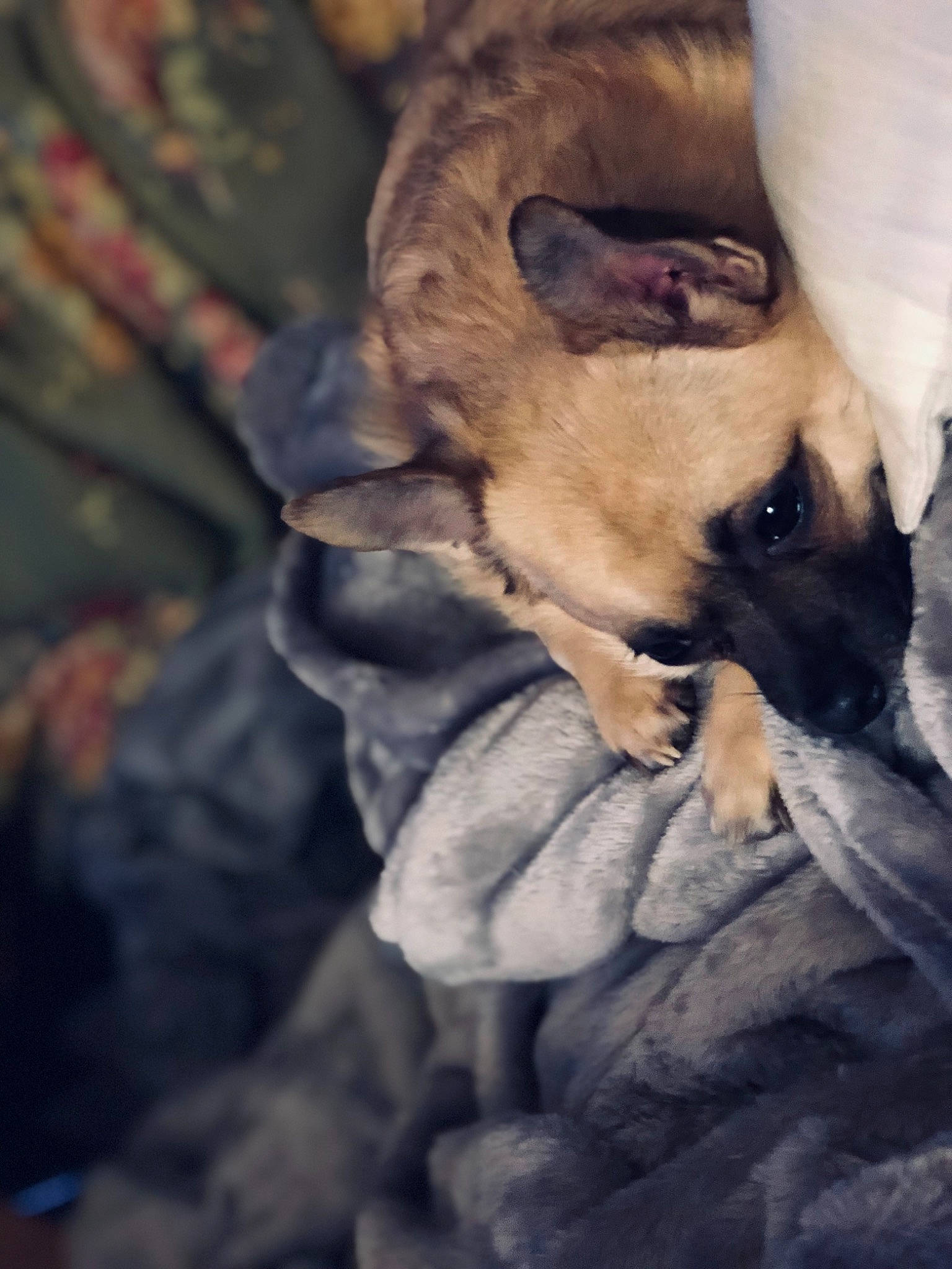 Biscuit joined the competition — help win amazing prizes! bullmastiff, canidae, carnivore, companion_dog, dog, dog_breed, fawn, pug, puppy, snout