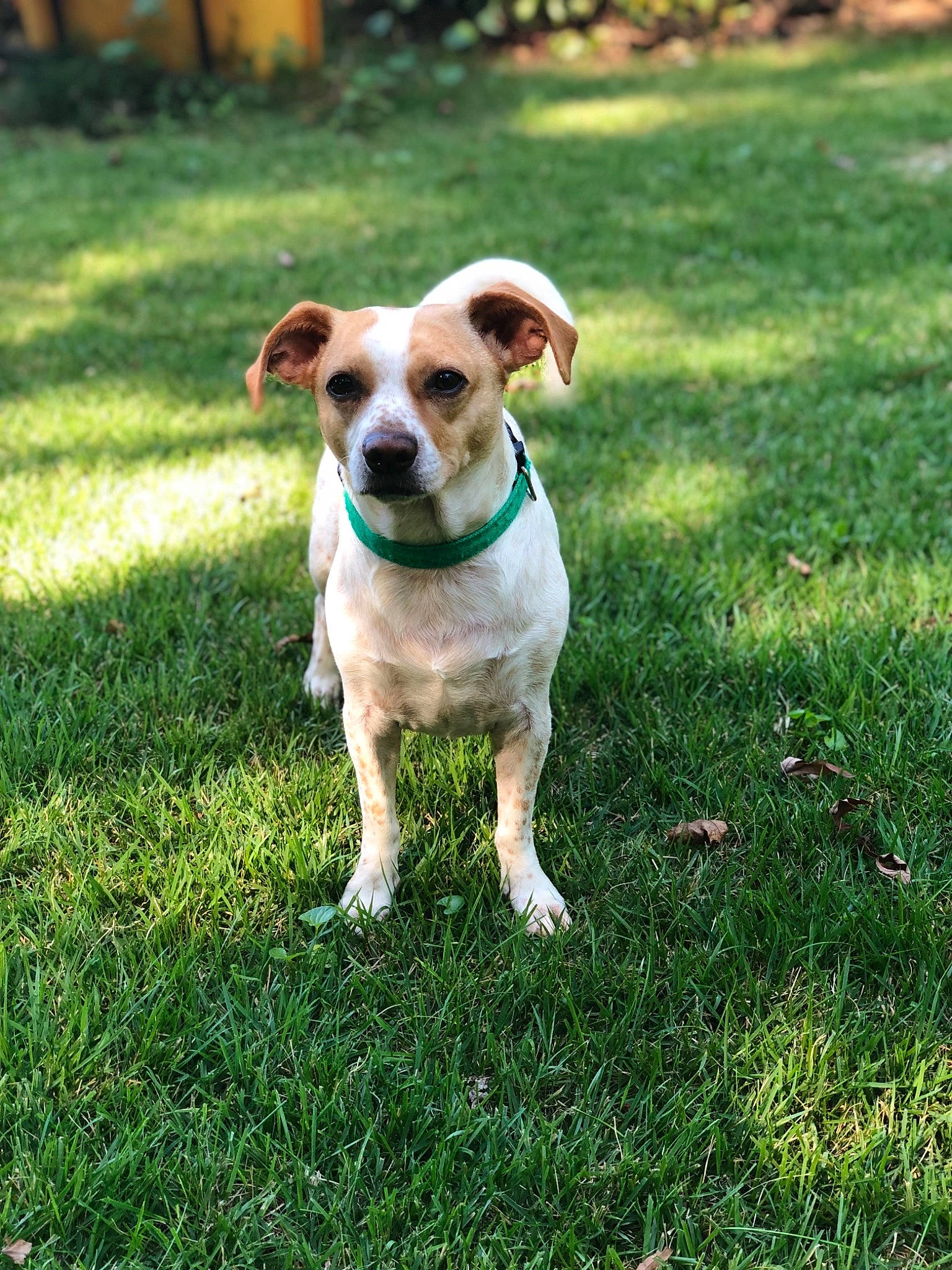 Brock joined the competition — help win amazing prizes! canidae, carnivore, companion_dog, danish_swedish_farmdog, dog, dog_breed, fawn, grass, jack_russell_terrier, lawn, mammal, plant, puppy, rare_breed_dog, russell_terrier, sporting_group