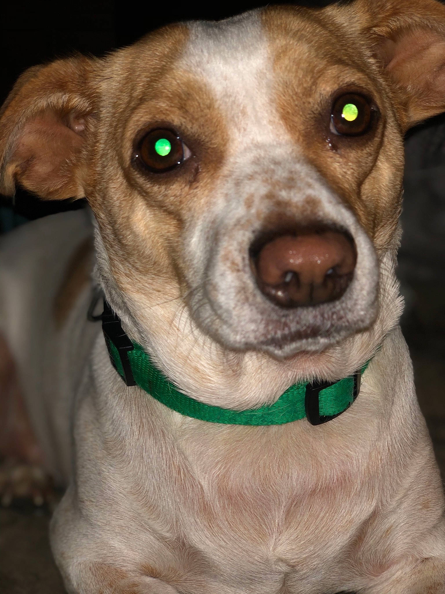 Brock is registered to the contest to win money with this photo: canidae, carnivore, companion_dog, dog, dog_breed, fawn, feist, mammal, nose, potcake_dog, puppy, rare_breed_dog, rat_terrier, snout, sporting_group, vertebrate, whiskers