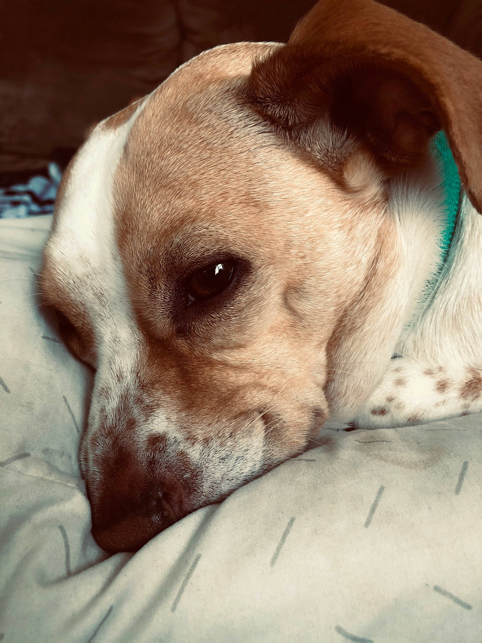 Brock joined the competition — help win amazing prizes! braque_du_bourbonnais, canidae, carnivore, companion_dog, dog, dog_breed, ear, mammal, nose, pointer, puppy, puppy_love, snout, sporting_group, whiskers