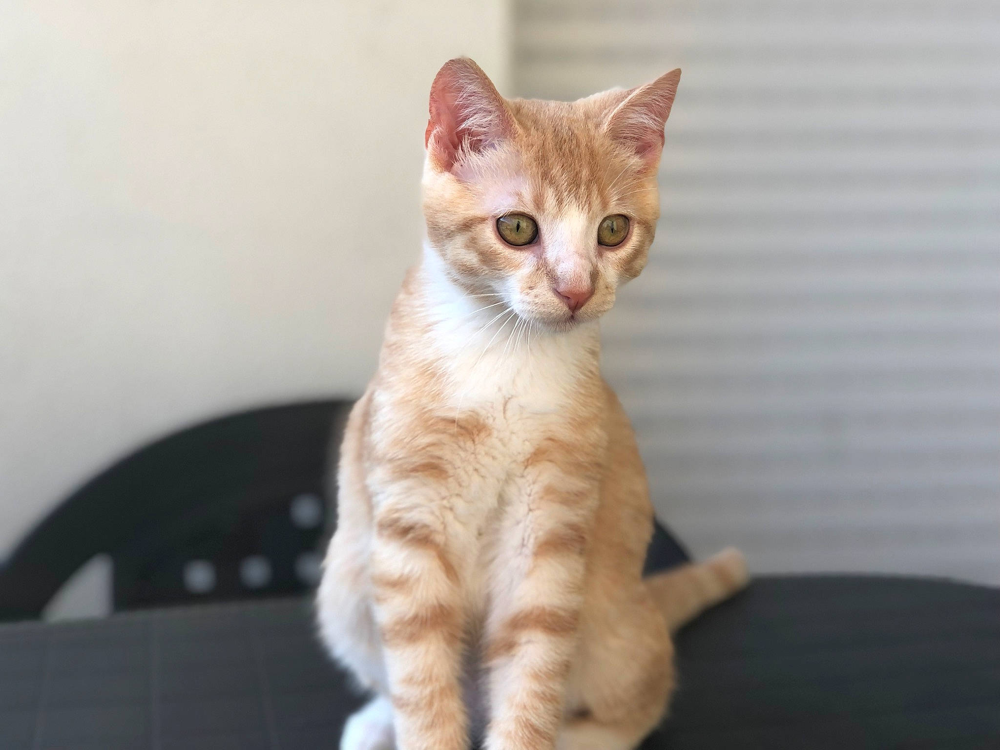 Skype a rejoint le concours — aidez-le/la à gagner de superbes lots ! carnivore, cat, claw, comfort, domestic_short_haired_cat, fawn, felidae, fur, paw, sitting, small_to_medium_sized_cats, snout, tail, terrestrial_animal, whiskers, wood