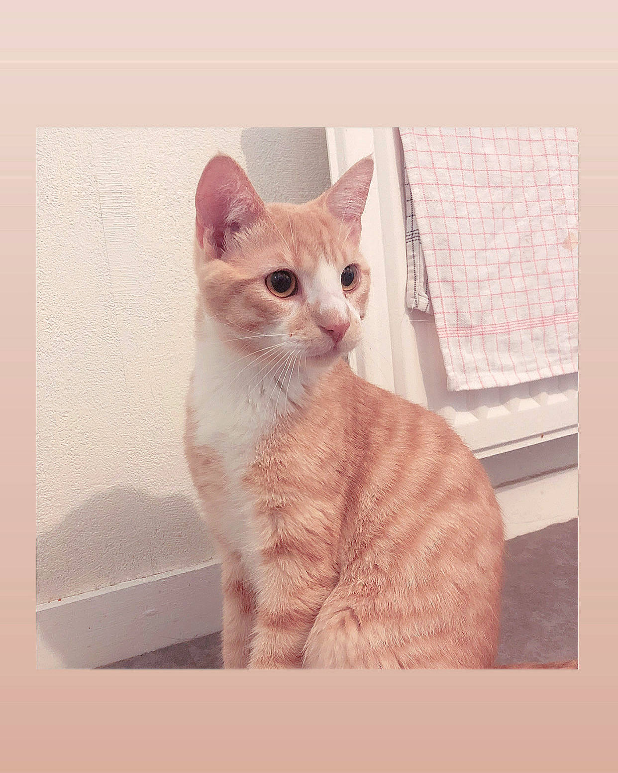 Skype a rejoint le concours — aidez-le/la à gagner de superbes lots ! carnivore, cat, comfort, domestic_short_haired_cat, fawn, felidae, fur, illustration, pattern, paw, photo_caption, rectangle, sitting, small_to_medium_sized_cats, snout, square, tail, whiskers, window, wood