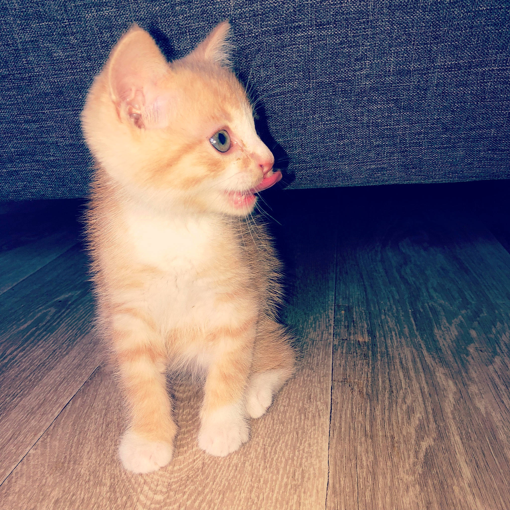 Skype participe au concours pour gagner de l'argent avec cette photo : carnivore, cat, claw, domestic_short_haired_cat, eye, fawn, felidae, flooring, foot, fur, hardwood, paw, pleased, sitting, small_to_medium_sized_cats, snout, tail, toe, whiskers, wood