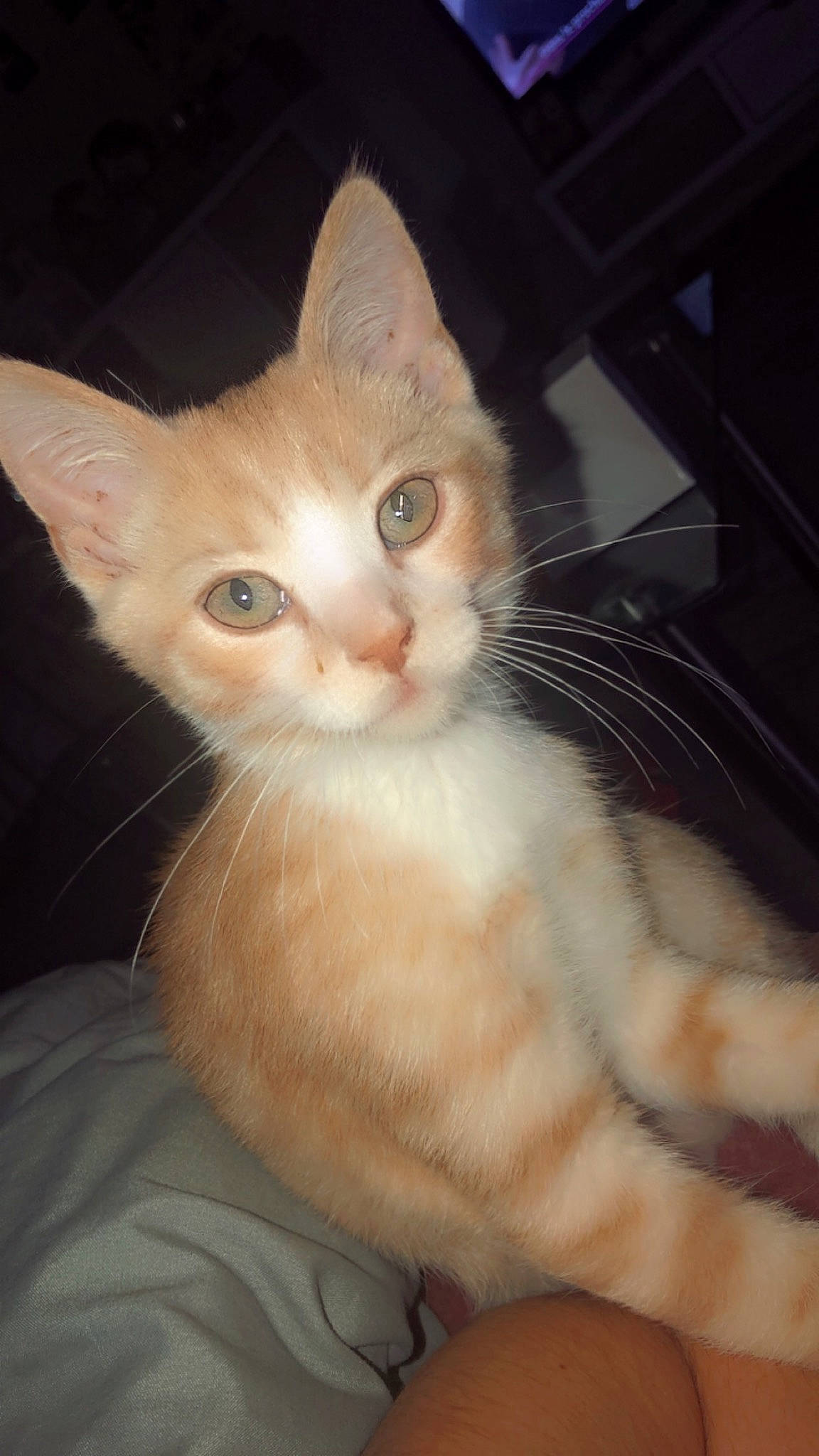 Skype participe au concours pour gagner de l'argent avec cette photo : carnivore, cat, claw, comfort, domestic_short_haired_cat, ear, fawn, felidae, fur, paw, small_to_medium_sized_cats, snout, tail, whiskers