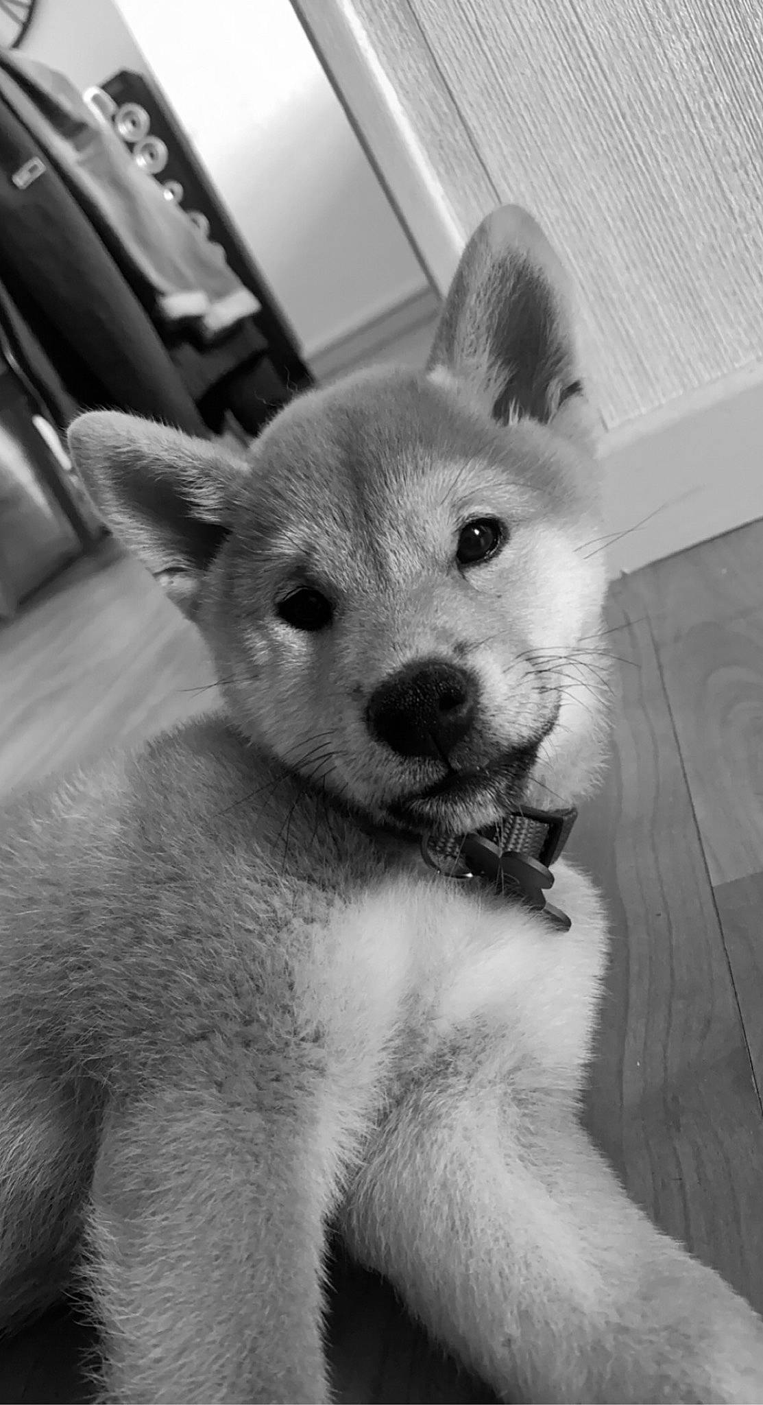 Tao a rejoint le concours — aidez-le/la à gagner de superbes lots ! carnivore, chair, dog, dog_breed, ear, eye, fur, grey, head, jaw, monochrome, monochrome_photography, non_sporting_group, snout, style, terrestrial_animal, whiskers, wildlife