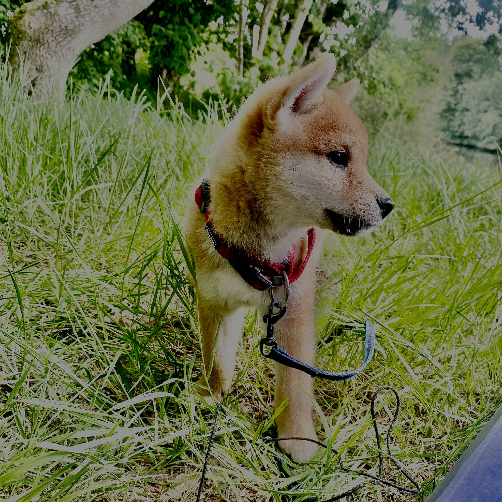 Tao a rejoint le concours — aidez-le/la à gagner de superbes lots ! ancient_dog_breeds, canidae, carnivore, collar, companion_dog, dog, dog_breed, dog_collar, grass, leash, plant, snout, soft_drink, sporting_group, tail, terrestrial_animal, tree, whiskers, working_animal, working_dog