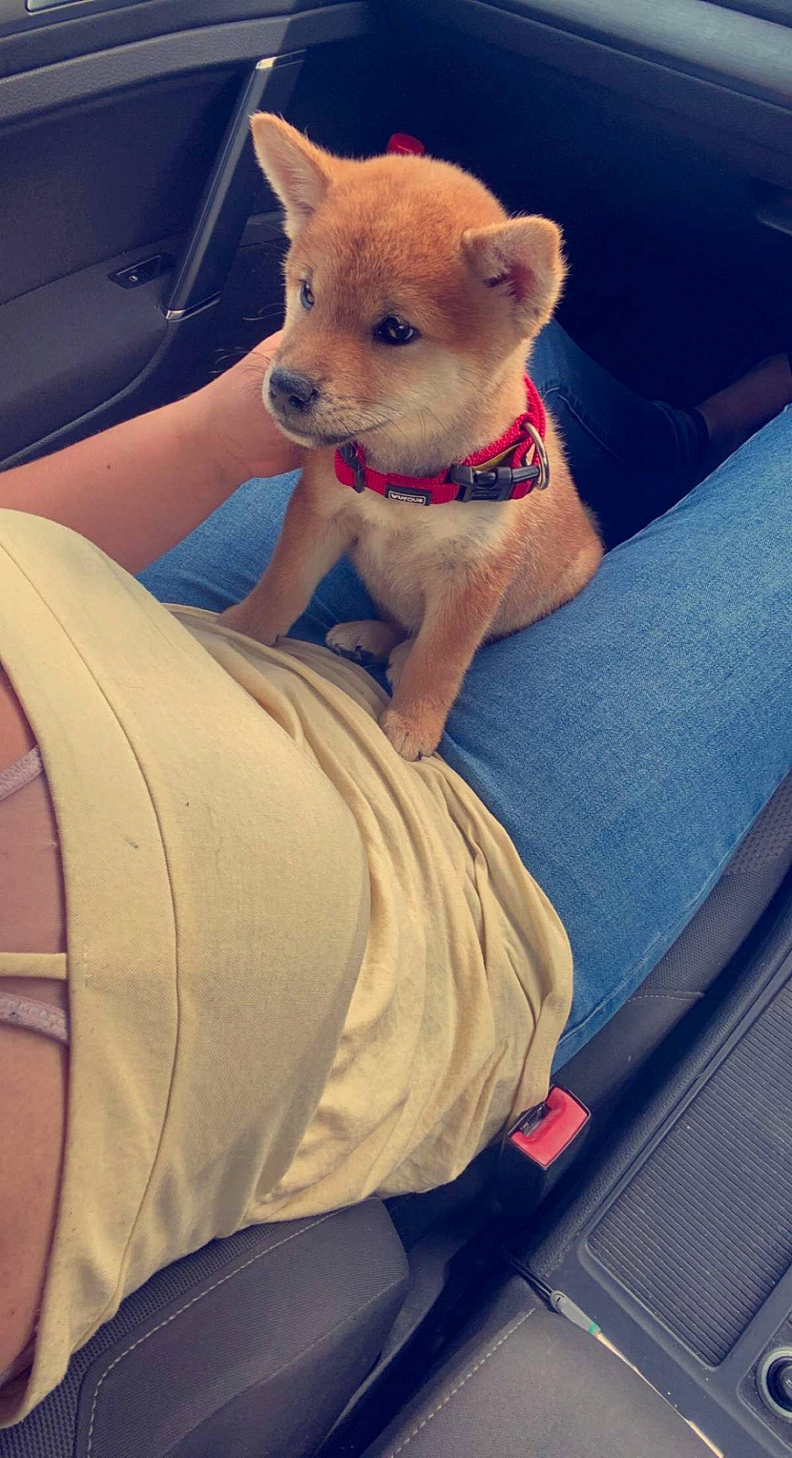 Tao participe au concours pour gagner de l'argent avec cette photo : auto_part, automotive_exterior, canidae, car_seat, carnivore, comfort, companion_dog, dog, dog_breed, electric_blue, family_car, fawn, hood, human_leg, light, motor_vehicle, pink, snout, thigh, vehicle_door