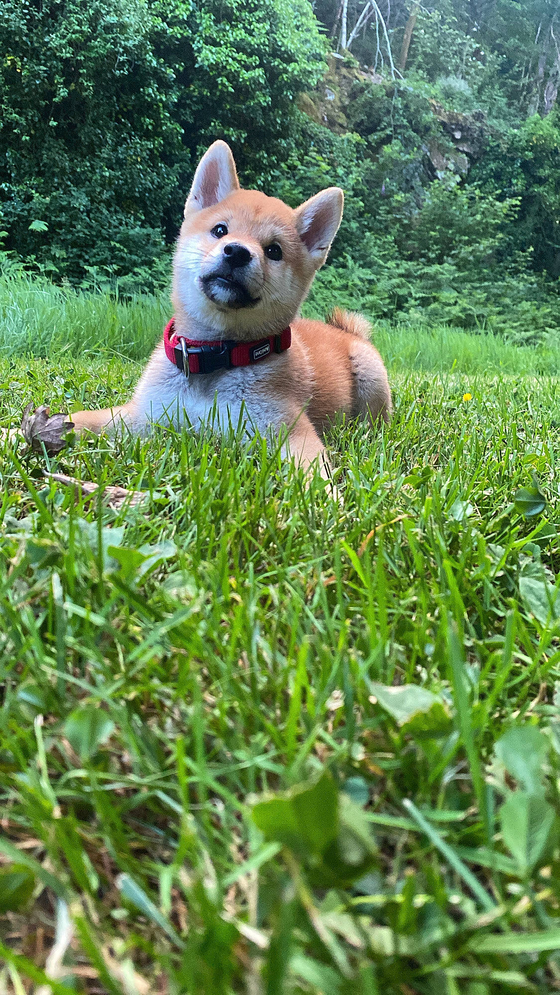 Tao participe au concours pour gagner de l'argent avec cette photo : carnivore, companion_dog, dog, dog_breed, fawn, grass, grass_family, grassland, groundcover, mammal, meadow, natural_landscape, plant, snout, tail, terrestrial_animal, toy, tree, vertebrate, whiskers