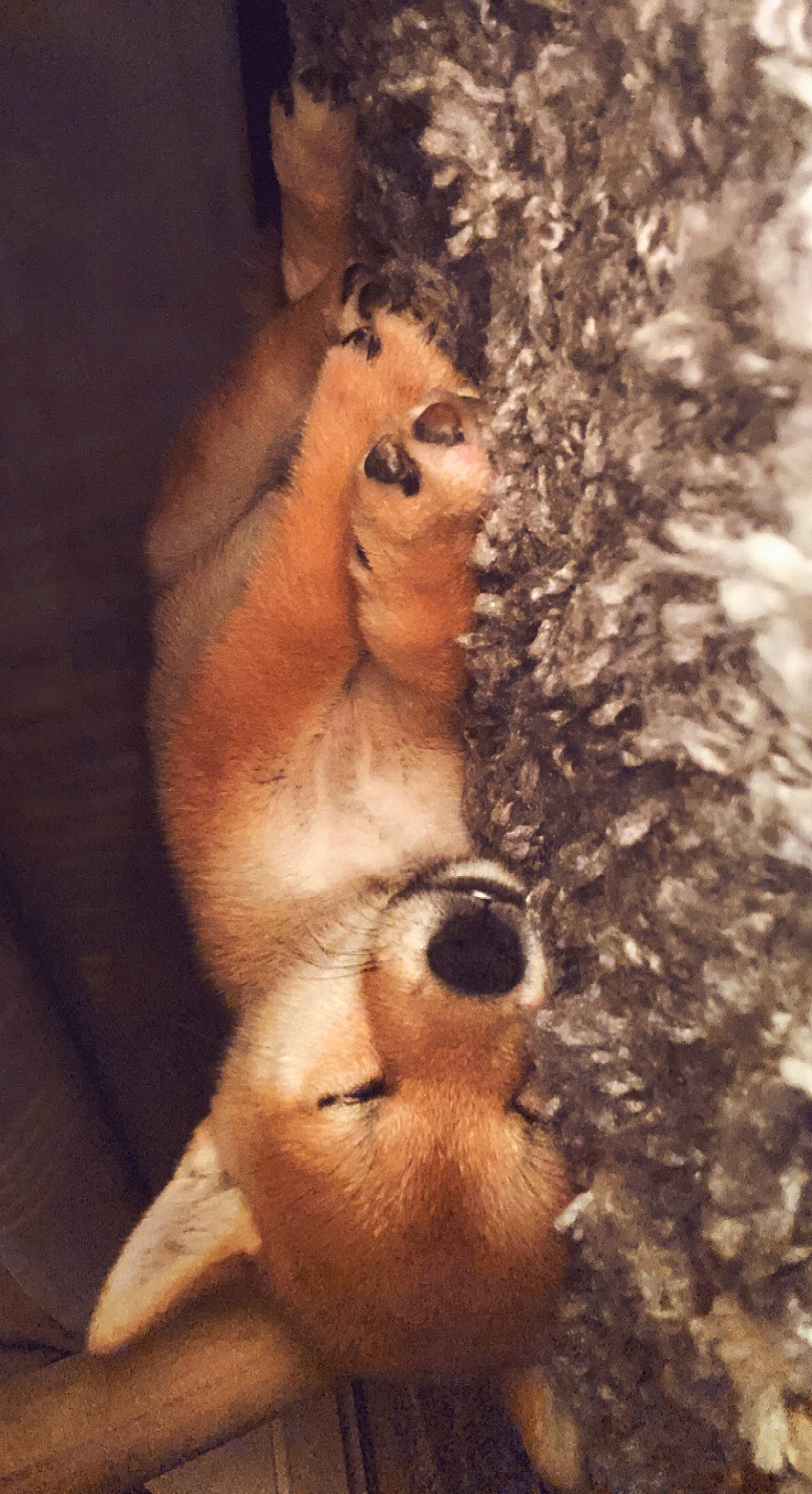 Tao participe au concours pour gagner de l'argent avec cette photo : abdomen, art, artifact, carnivore, chest, fawn, flesh, forest, fur, paw, plant, snout, tail, terrestrial_animal, tree, trunk, visual_arts, wildlife, wood