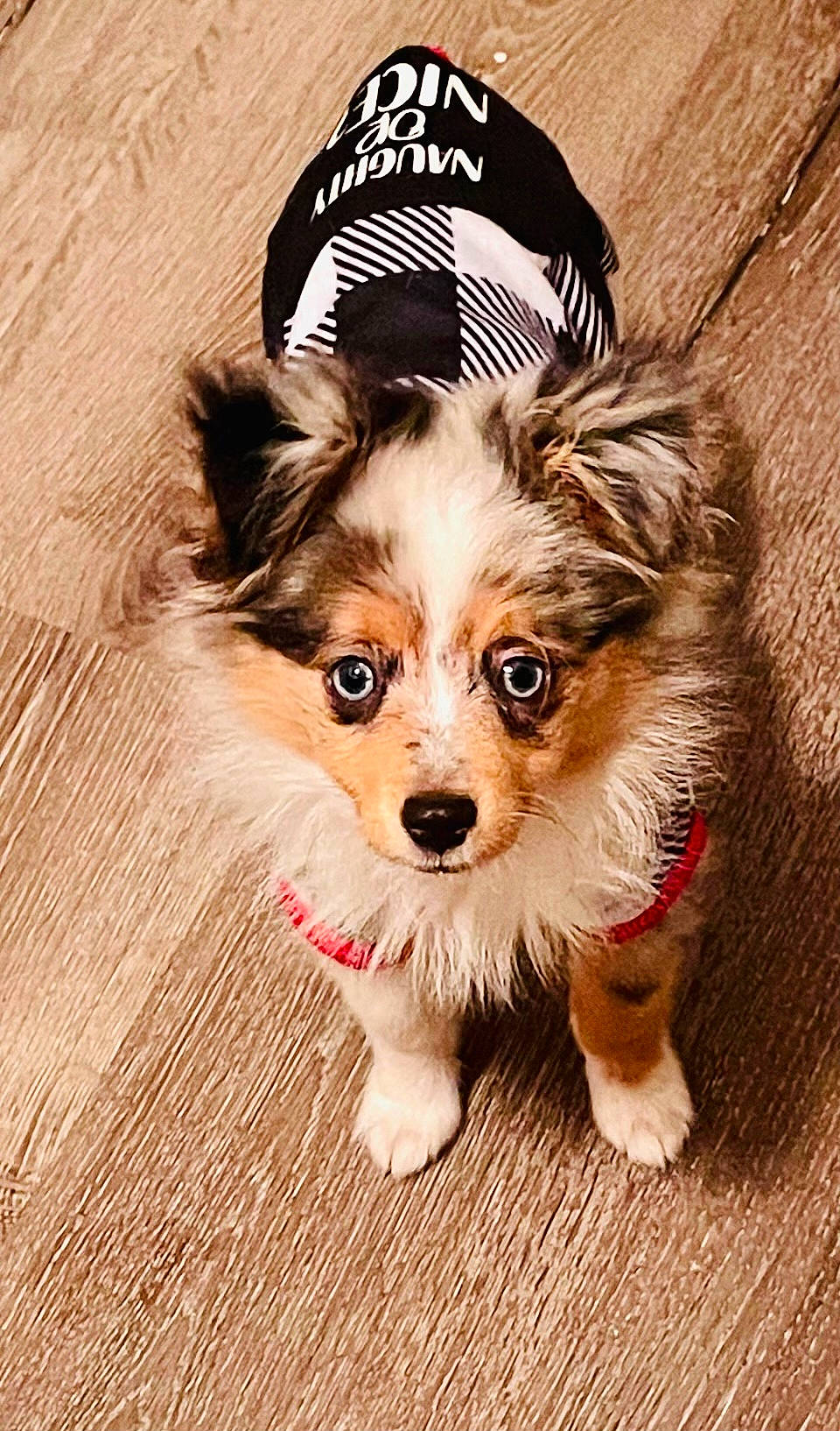 Dutton joined the competition — help win amazing prizes! brown_hair, canidae, carnivore, chihuahua, companion_dog, dog, dog_breed, dog_clothes, dog_supply, fashion_accessory, fawn, fur, happy, hardwood, liver, pet_supply, sporting_group, toy_dog, whiskers, wood