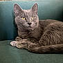 abyssinian, angora, animal, architecture, building, cat, chair, couch, cushion, electronics, furniture, homedecor, indoors, kitten, livingroom, manx, person, pet, room, sleeping