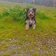Mater joined the competition — help win amazing prizes! dog, small_dog, scruffy, sitting, grass, yard, outdoors, greenery, fence, trees, gravel, path, portrait, ears_up, looking_at_camera, cute, fur, nature, puppy_like, front_view