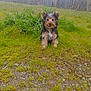 dog, small_dog, scruffy, sitting, grass, yard, outdoors, greenery, fence, trees, gravel, path, portrait, ears_up, looking_at_camera, cute, fur, nature, puppy_like, front_view