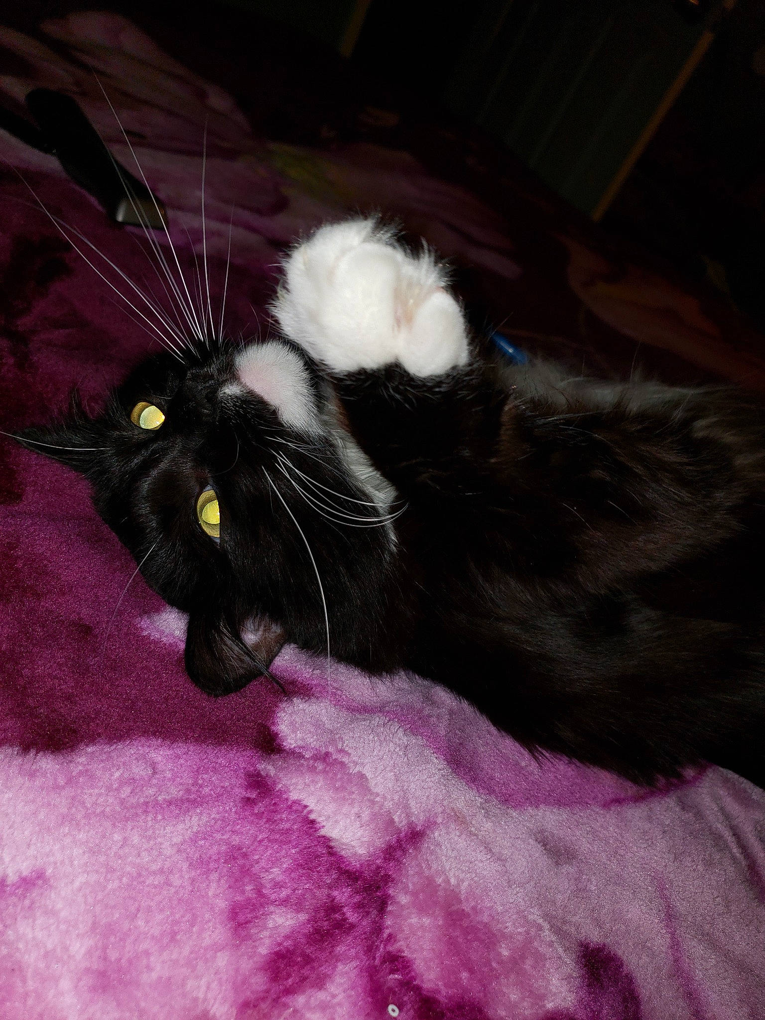 Batman joined the competition — help win amazing prizes! black_cat, carnivore, cat, claw, domestic_long_haired_cat, felidae, fur, kitten, norwegian_forest_cat, small_to_medium_sized_cats, tail, whiskers