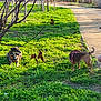 dog, grass, park, sunlight, tree, pathway, nature, outdoor, greenery, pet, animal, canine, leash, daylight, summer, happy, resting, standing, fence, scenery