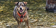 Hiro a rejoint le concours — aidez-le/la à gagner de superbes lots ! dog, water, shallow_water, rocks, pebbles, tree_stump, orange_harness, outdoor, nature, riverbank, happy, canine, smiling, standing, wet_fur, daylight, forest, tree_branch, animal, playful