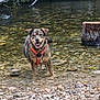 dog, water, shallow_water, rocks, pebbles, tree_stump, orange_harness, outdoor, nature, riverbank, happy, canine, smiling, standing, wet_fur, daylight, forest, tree_branch, animal, playful