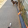 Hiro a rejoint le concours — aidez-le/la à gagner de superbes lots ! dog, leash, pavement, person, shoes, sidewalk, chain_link_fence, harness, outdoor, walking, pet, animal, footwear, grass, shadow, path, casual, human_leg, nature, daytime