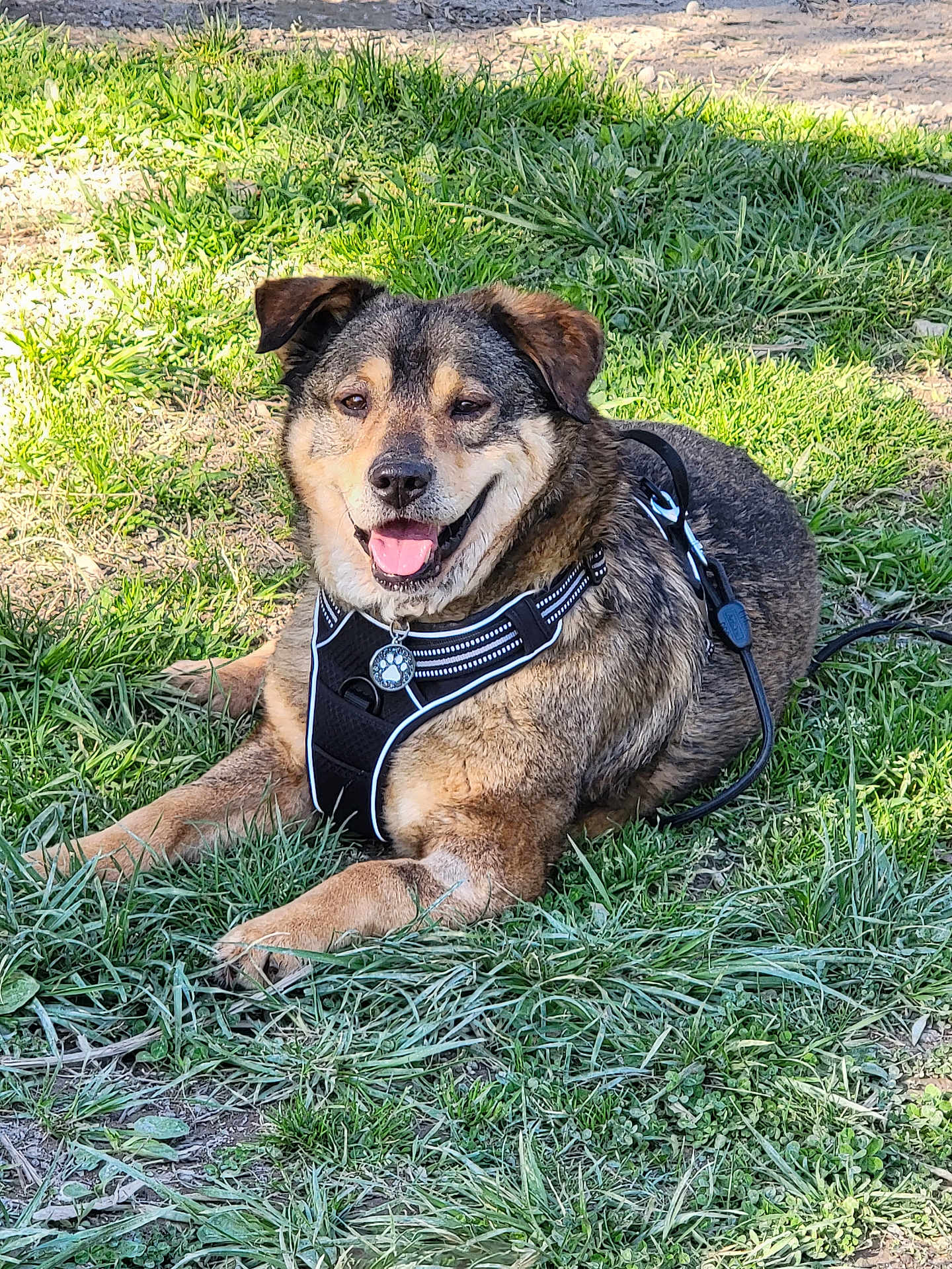 Hiro participe au concours pour gagner de l'argent avec cette photo : dog, canine, pet, grass, outdoor, harness, leash, sunlight, smiling, tongue, fur, brown, black, nature, animal, resting, happy, collar, tag, muzzle