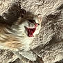 Daryl participe au concours pour gagner de l'argent avec cette photo : kitten, cat, fluffy, cream_color, yawning, mouth_open, whiskers, paw, soft_texture, blanket, cozy, cute, pet, animal, feline, lying_down, resting, indoor, close_up, adorable