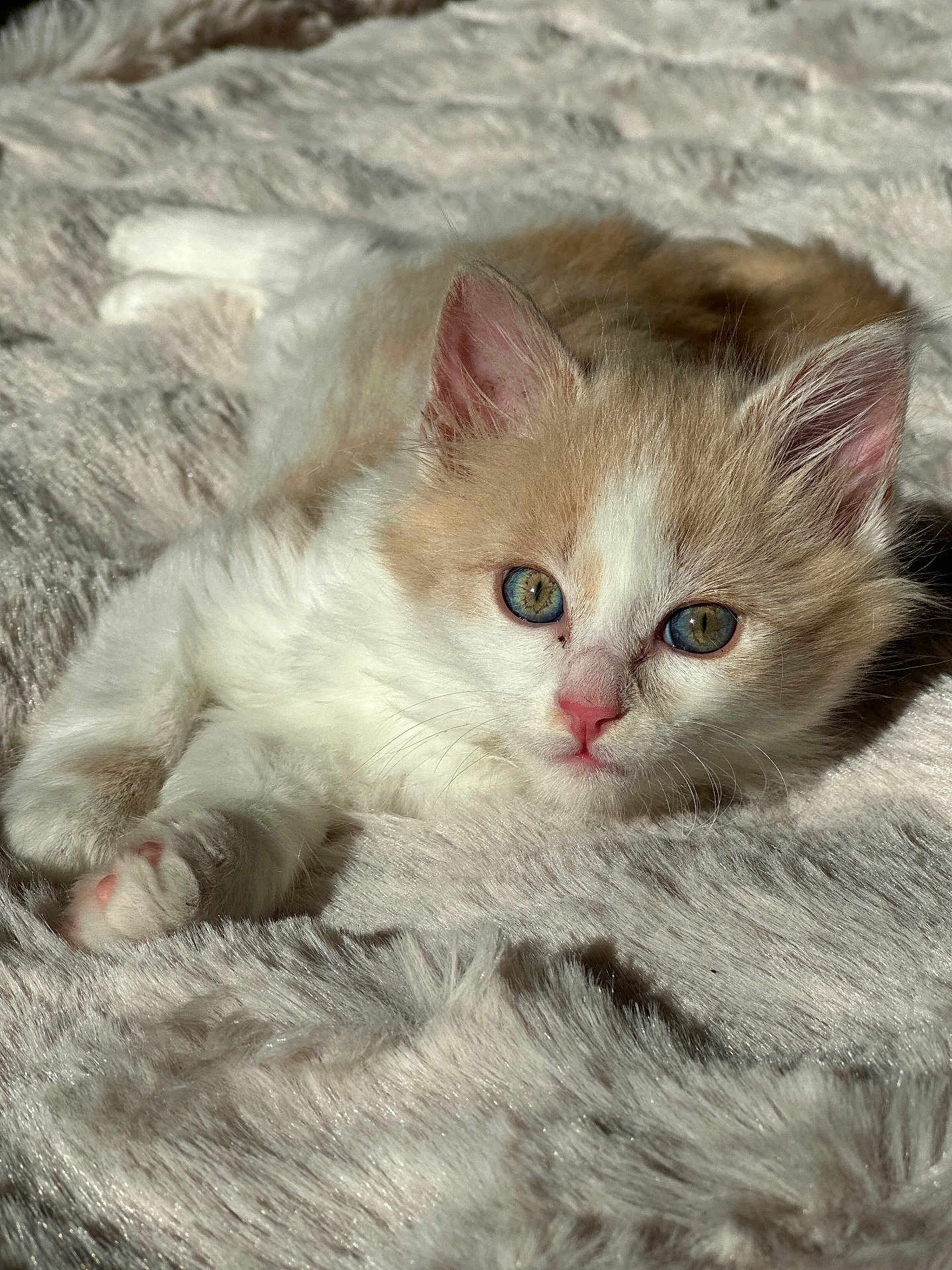 Daryl a rejoint le concours — aidez-le/la à gagner de superbes lots ! kitten, cat, feline, pet, animal, fluffy, cream_color, white_color, closeup, soft_texture, blanket, resting, lying_down, indoor, cute, young, small, whiskers, ears, paws