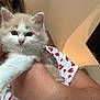 kitten, cat, person, hand, shirt, hearts, indoor, closeup, pet, cute, fluffy, animal, feline, face, fur, holding, cozy, soft_light, curious, young