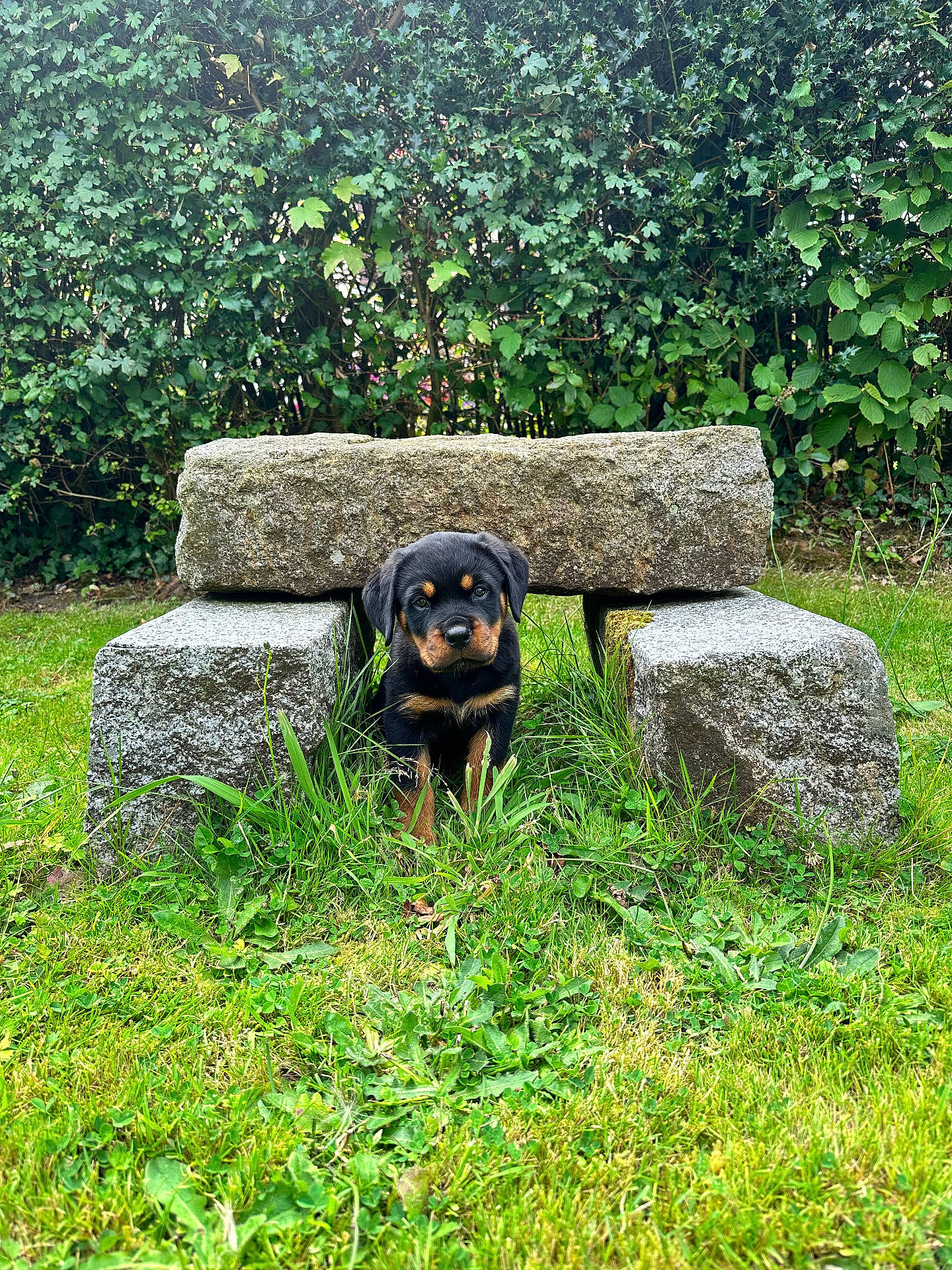 animal, architecture, bench, building, canine, dog, field, furniture, grass, grassland, green, moss, nature, outdoors, pet, plant, puppy, rock, tree, vegetation