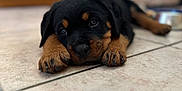 Velska participe au concours pour gagner de l'argent avec cette photo : animal, black, brown, close_up, cute, dog, domestic, face, floor, home, indoor, lying, paw, pet, portrait, puppy, rottweiler, sleepy, tile, young
