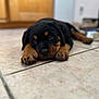 animal, black, brown, close_up, cute, dog, domestic, face, floor, home, indoor, lying, paw, pet, portrait, puppy, rottweiler, sleepy, tile, young