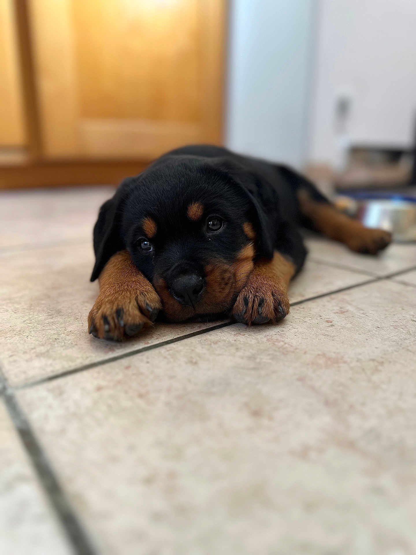 Velska participe au concours pour gagner de l'argent avec cette photo : animal, black, brown, close_up, cute, dog, domestic, face, floor, home, indoor, lying, paw, pet, portrait, puppy, rottweiler, sleepy, tile, young