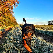 Velska participe au concours pour gagner de l'argent avec cette photo : animal, autumn, blue_sky, canine, cold, dog, field, frost, grass, morning, nature, outdoor, path, playful, puppy, rottweiler, sunlight, tongue_out, trees, walking